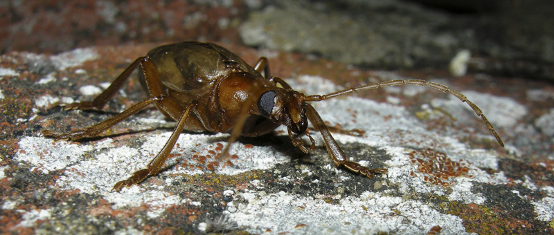 Che coleotteri sono?    Vesperus luridus (Vesperidae)